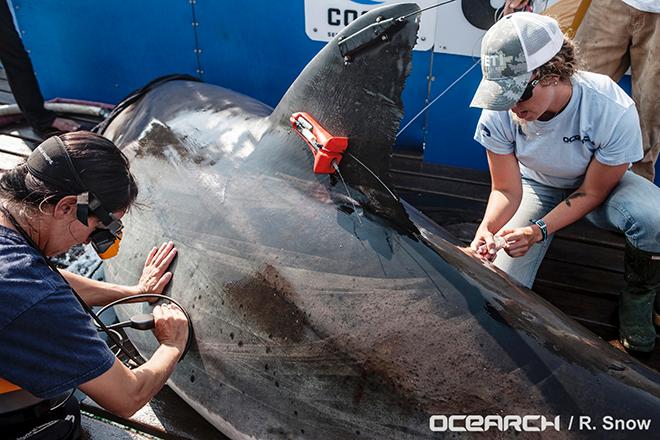 DYT has partnered with Ocearch to support its study of sharks and other large predators that are essential to the future of the marine ecosystem.  © Ocearch/R. Snow